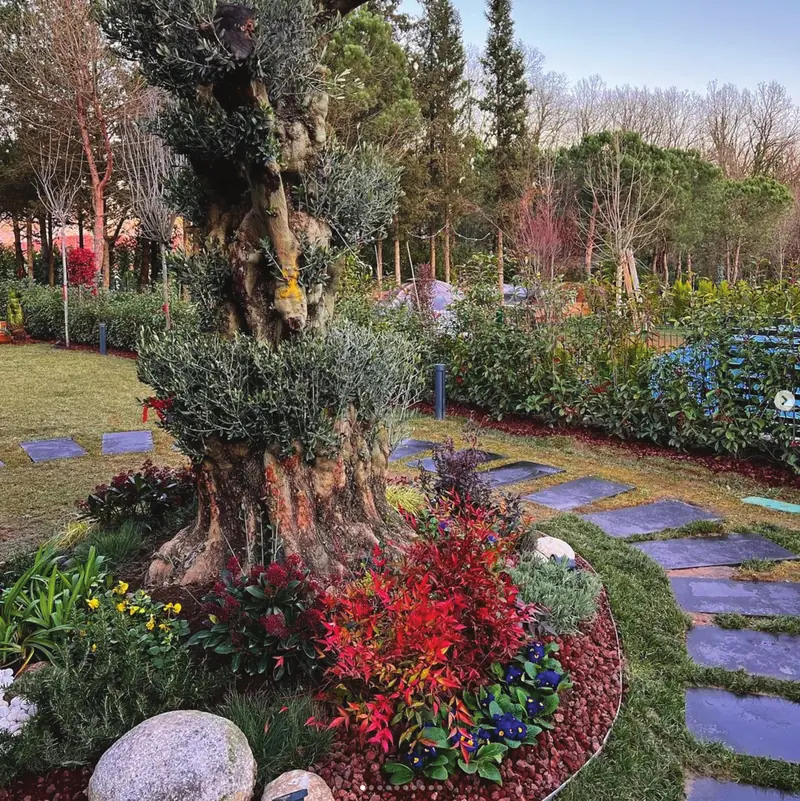 Anıt zeytin ağacı çevresinde çiçek tarhı